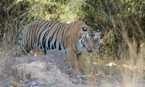 Visite Parque Nacional De Bandhavgarh Em Umaria Expedia Com Br