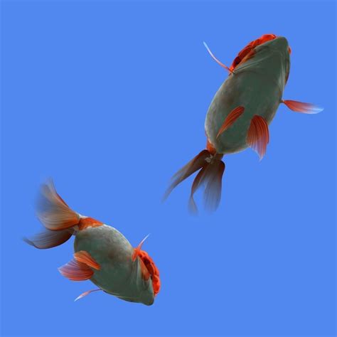 Goldfish 3d Model Animated Ma Mb