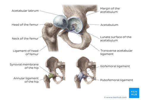 Hip Joint Muscles Diagram Hip Joint Impingement Explained How You Can