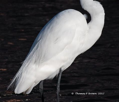 White Wading Bird Study 10000 Birds