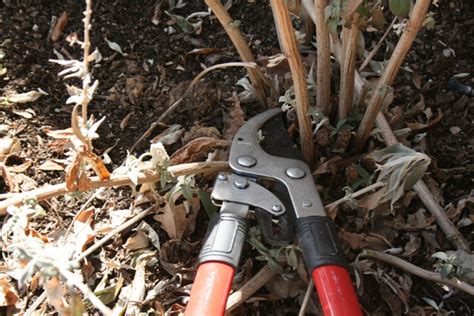 The Flower Bin Time To Prune Butterfly Bushes