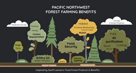 What Is Forest Farming — Snohomish Conservation District