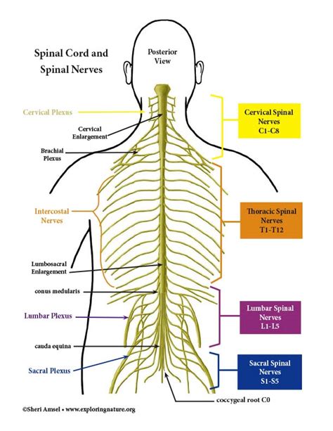 The Spinal Nerves Chart X Spinal Nerve Spinal Nerves Anatomy Porn