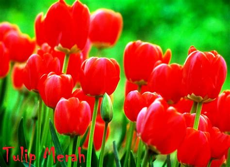 Bunga Tulip Merah Koleksi Foto Alam Mentari