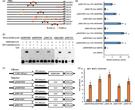 This will allow you to experiment with the information presented below. The binding of MdMYB46 to the M46RE and SMRE motifs in the ...