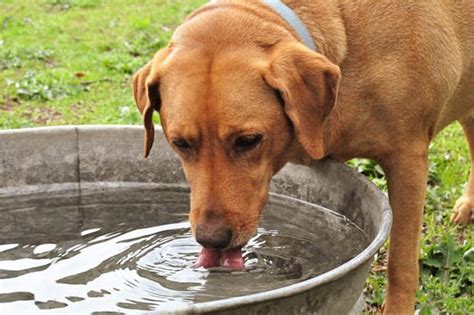 If your dog drinks pool water, he probably isn't drunk! 47*365: A Drink of Water
