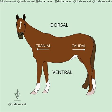 Planos De Delimitação Animal