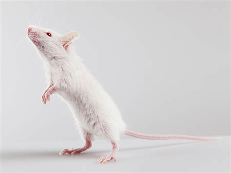 Albino Mouse Standing Ieee Brain