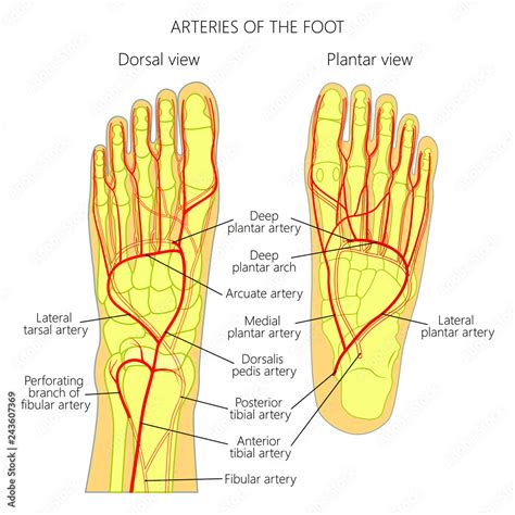 Arteries Of The Foot Dorsal And Plantar View Of An Ankle Diagram Vector De Stock Adobe Stock