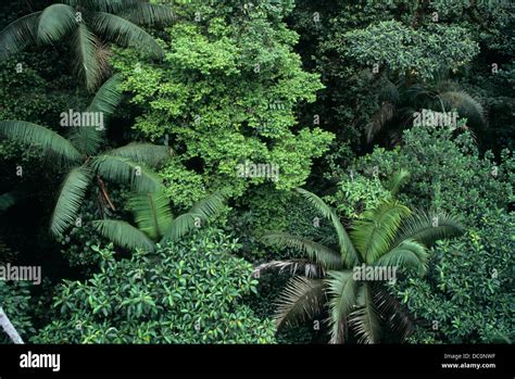 Rainforest Costa Rica Stock Photo Alamy