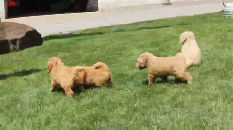 Theo, our mini golden doodle, used to be. F1B Goldendoodle Puppies For Sale - YouTube