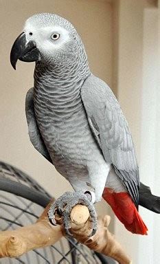 Burung ini dikenal sebagai nuri kecil yang banyak akal. ini dia taman burung keren di Bali. Bali Bird Park | KASKUS