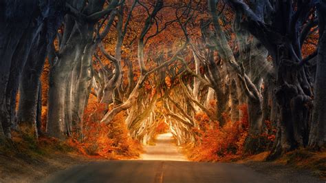 Autumn Forest Road 4k 8k Wallpapers Hd Wallpapers Id 28449