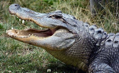 What Is The Difference Between An Alligator And A Crocodile Worldatlas