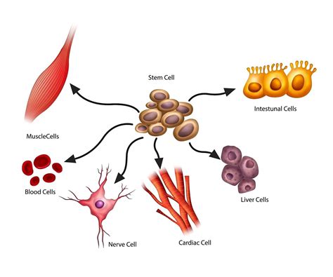 What Is Regenerative Medicine What Are Its Benefits And Is It For You
