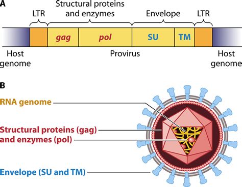 A An Integrated Double Stranded Dna Provirus Yellow Of A Simple