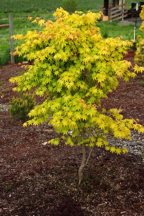 Acer Palmatum Summer Gold Japanese Maple Conifer Kingdom