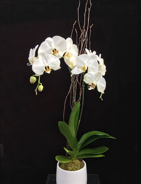 Phalaenopsis Orchid In Mclean Va Flowers And Plants Etc