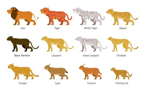 Wild Cats Tiger Lion Lynx Cheetah Jaguar Leopard Stock Photos Pictures