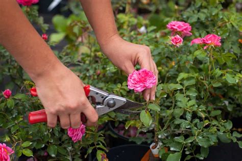 How To Prune Roses In 9 Steps