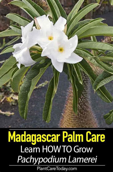 Island educational posters & maps for social studies. Madagascar Palm Care: Learn HOW TO Grow Pachypodium ...
