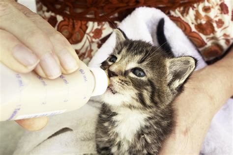 Feeding Chart Newborn For Kittens Newborn Kittens