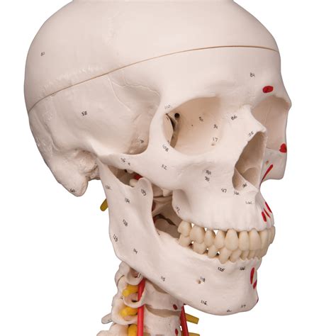 Sam Anatomical Skeleton | Human Skeleton Model Sam | Human Anatomical Skeleton with Ligaments ...