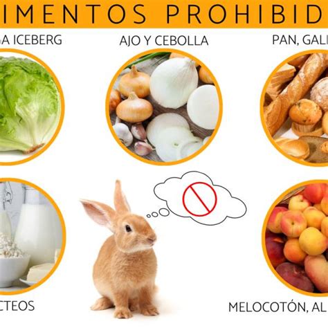 Descubre Los Beneficios De La Cebolla Para Los Conejos De Conejos