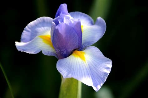 Beautiful Pale Blue Iris Flower In Spring Garden Stock Photo Image Of