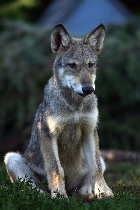 WOLVES, By Jim Gehrz | Wolf dog, Wolf photos, Wolf pictures