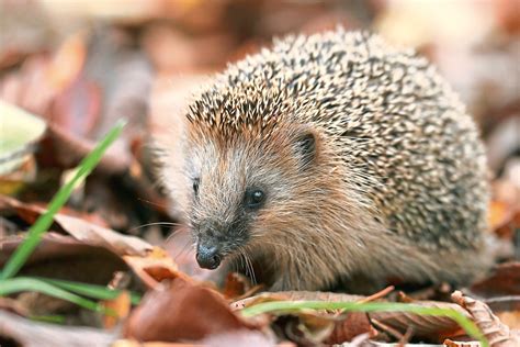 I was able to find this adorable video that not only talks about the hedgehogs, but shows of its cute and adorable personality! Hedgehog spotting