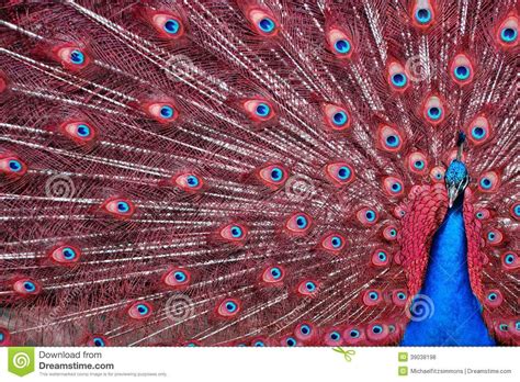 Peacock With Red Feathers Peacock Bird Stall Shower Curtain Peacock