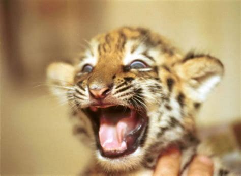 Funny Cool Pictures Cute Baby Animals