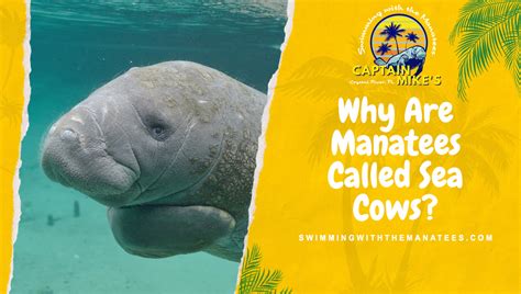 Why Are Manatees Called Sea Cows Captain Mikes