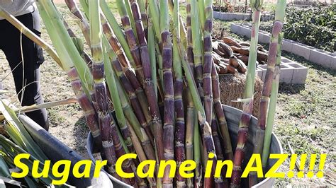 Sugar Cane In Arizona Grow And Harvest Sugar Cane Desert Farming