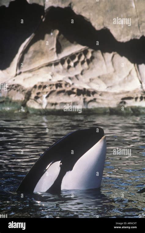 Spy Hopping Orca Orcinus Orca Off Saturna Island Vancouver Island
