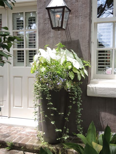 Choosing the best plants for window boxes can be a bit tricky though. JLL DESIGN: Taking a Stroll: Window Boxes