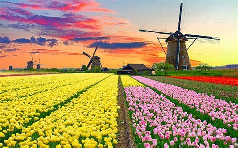 Dutch Windmill Over Tulips Field Dutch Bonito Spring Tulips Clouds