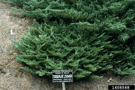 Creeping Juniper Juniperus Horizontalis