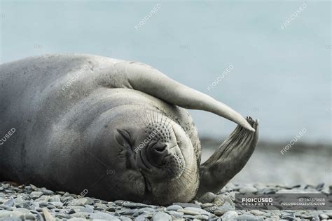 Weddell Seal Laying On Shore — Zoology Concept Stock Photo 167579608