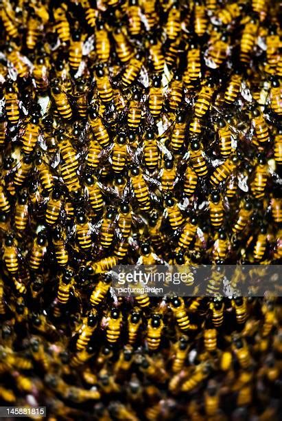 Beehive Cluster Photos And Premium High Res Pictures Getty Images