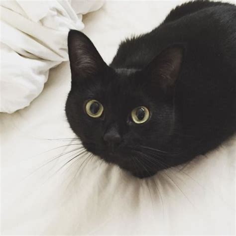 Black Cat Cute Tiny Big Eyes Animals And Pets Funny Animals Pretty