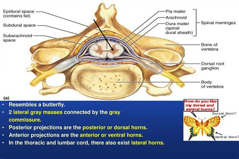 Ppt Anatomy Of The Spinal Cord Structure Of The Spinal