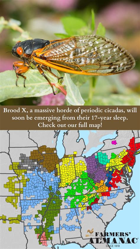 Cicadas Facts About The Brood X Cicada Invasion Maps When My Xxx Hot Girl
