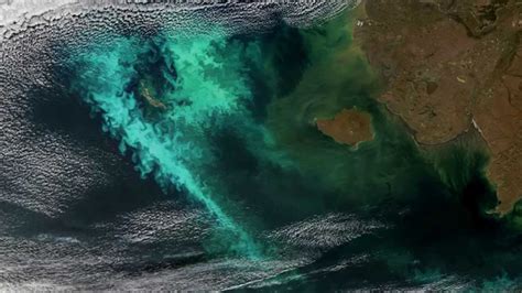 Large Persistent Phytoplankton Bloom In The Bering Sea In