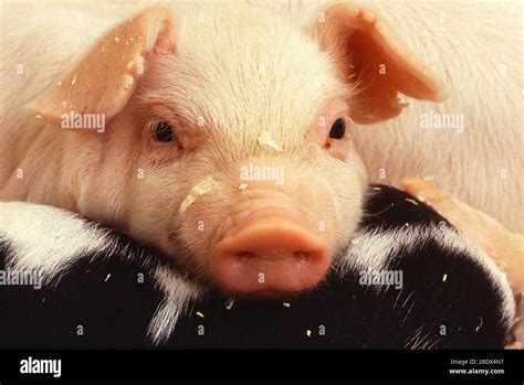 Pig Piglet Hi Res Stock Photography And Images Alamy