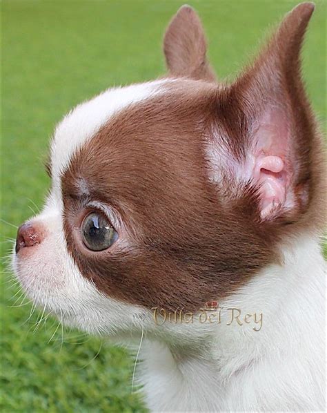 Apple Head Chihuahua Full Grown Pets Lovers