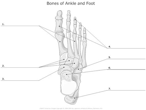 Bone Of Ankle And Foot Diagram Quizlet