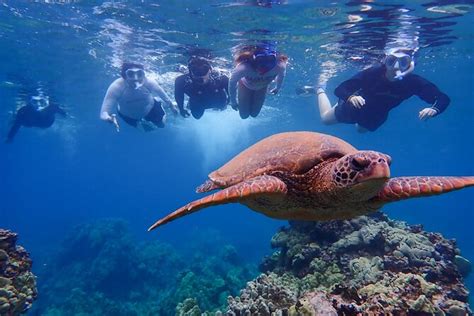 Private South Maui Turtle Town Snorkeling And Kayaking Tour 2023