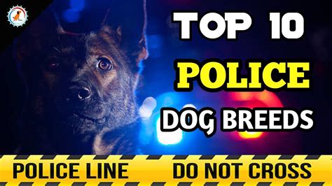 Top 10 Police Dog Breeds Greatest Police Canine Breeds Petsbloglive